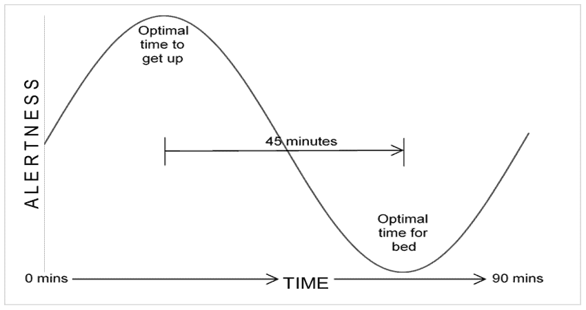 The Human Circadian Rhythm diagram